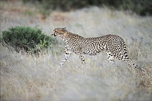 印度豹,猎豹,黄昏,萨布鲁国家公园,肯尼亚,东非,非洲