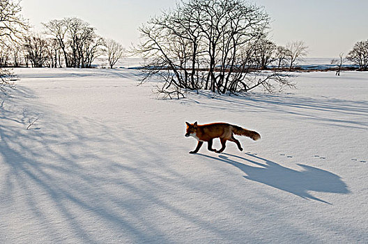 红狐,狐属,堪察加半岛,俄罗斯