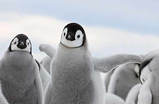 帝企鹅,幼禽,冰,雪丘岛,南极