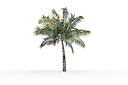 热带,棕榈树,绿色