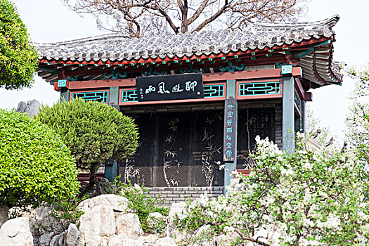 园林,庭院,树