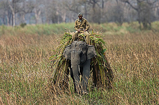 亚洲象,象属,食物,阿萨姆邦,印度