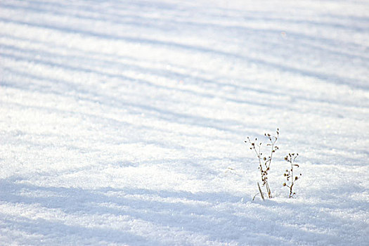 雪影