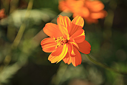 黄花波斯菊,硫黄菊