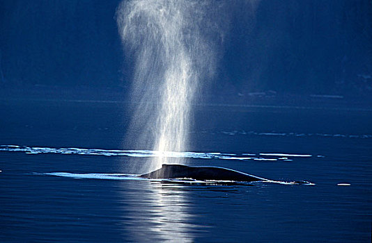 鲸,大翅鲸属,鲸鱼,成年,喷涌,水面,海洋,阿拉斯加