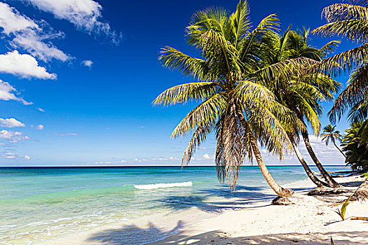 椰树,树,白色,海滩,青绿色,水,多米尼加共和国,加勒比