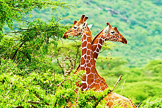 非洲,长颈鹿,家族