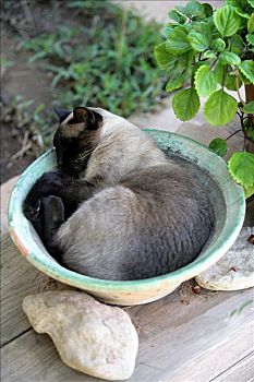 猫,躺下,陶琬,花园,叶子