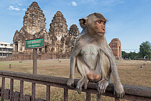 短尾猿,猴子,弥猴属,高棉,庙宇,老城,中心,泰国,亚洲