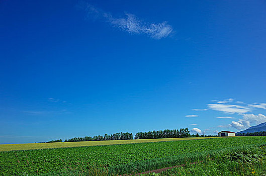 北海道,夏天