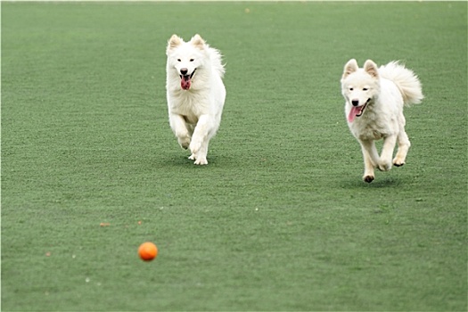 两只,狗,追逐,球