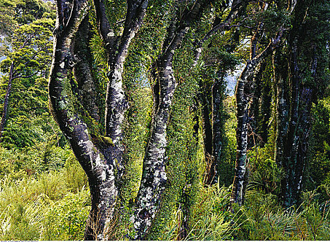 山毛榉树,峡湾国家公园,南岛,新西兰
