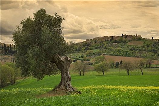 橄榄树,地点,托斯卡纳,意大利