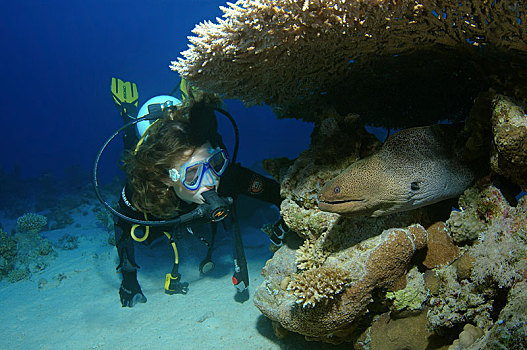 潜水,看,巨大,海鳗,裸胸鳝属,红海,埃及,非洲