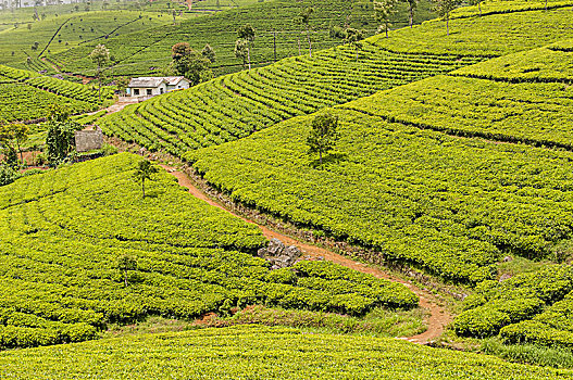 美景,茶,种植园,斯里兰卡