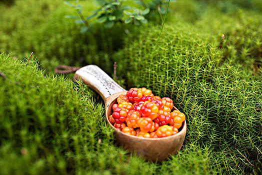 野生黄莓,长柄勺