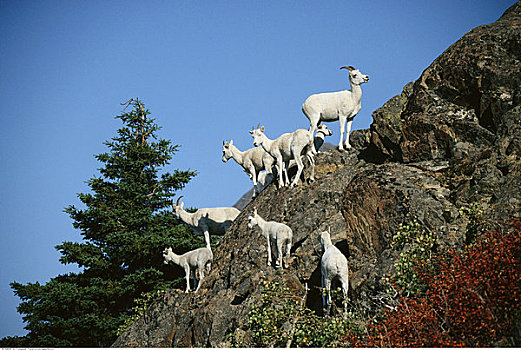 野大白羊,山,阿拉斯加,美国