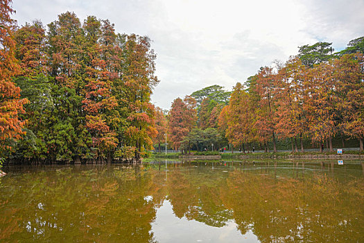 羊城广州天河公园冬季湖边水杉美景