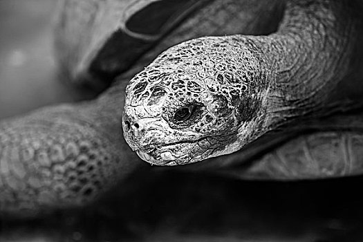 加拉帕戈斯巨龟