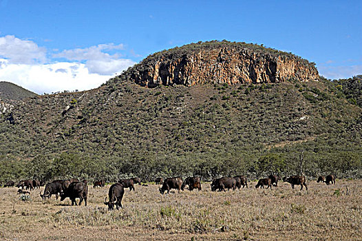 非洲水牛,牧群,风景,大门,公园,肯尼亚