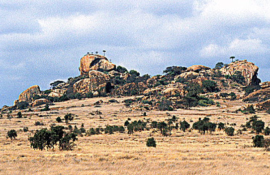 大草原,肯尼亚,石头