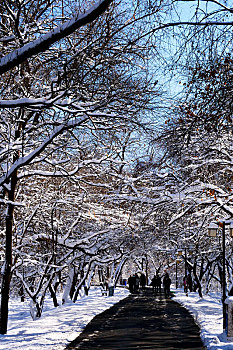 冬季北陵公园,人行步道雪挂