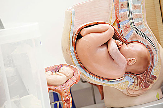 解剖模型,人,胎儿