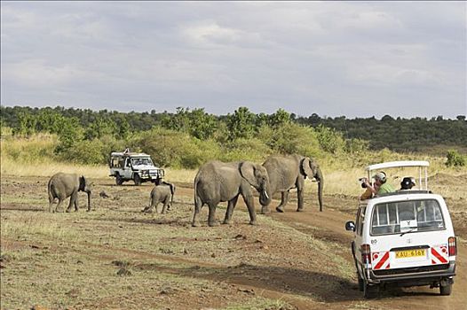 非洲象,群体,萨布鲁国家公园,肯尼亚