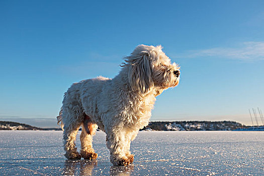 狗,站立,冰冻,湖