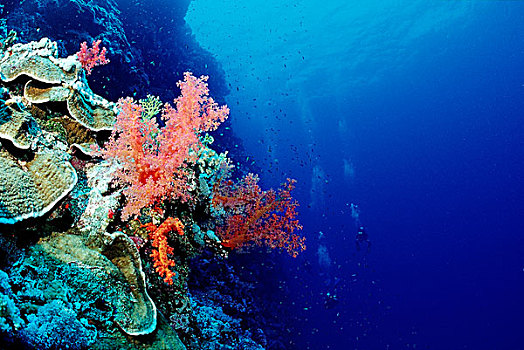 彩色,珊瑚礁,红海,埃及