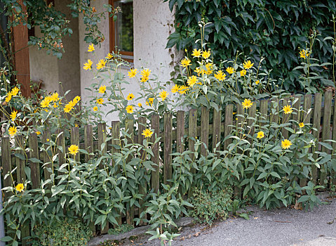 菊芋