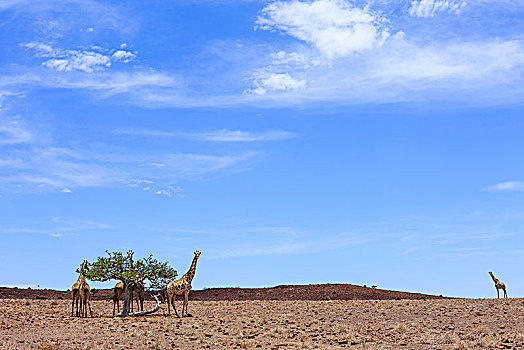 长颈鹿,荒芜,风景,达马拉兰,区域,纳米比亚,非洲