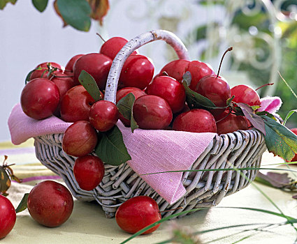 水果,樱桃属,柳条篮,粉色,餐巾