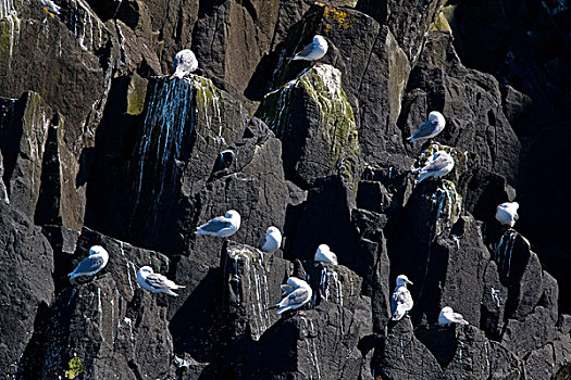 三趾鸥,栖息,柱子,西部,冰岛