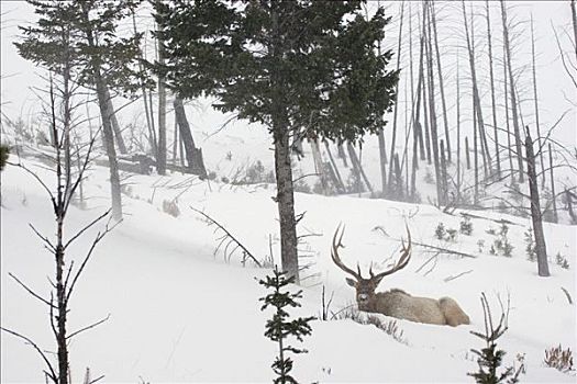北美马鹿,雄性动物,卧,雪地