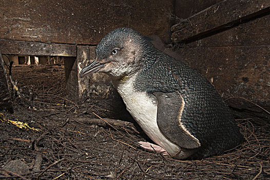 小蓝企鹅,鸟窝,盒子,饲养,菲利普岛,澳大利亚
