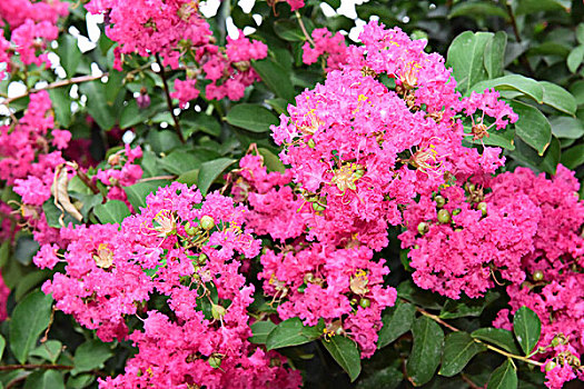 紫薇花花朵