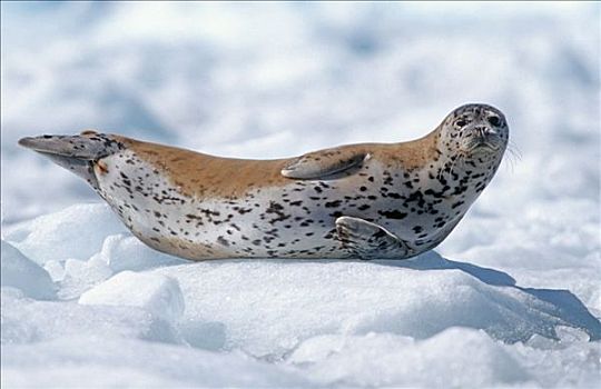 斑海豹,卧,浮冰,威廉王子湾,阿拉斯加,夏天
