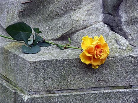 玫瑰,纪念建筑,南,墓地,莱比锡,德国
