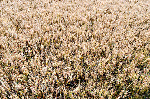 小麦,地点,诺曼底,法国