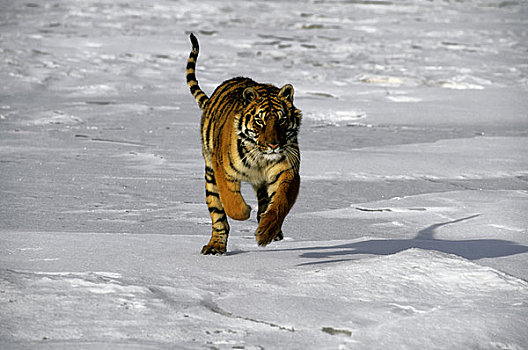 西伯利亚虎,东北虎,跑