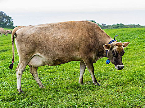 泽西种乳牛,母牛,草场