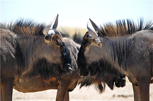 角马,国家公园,纳米比亚