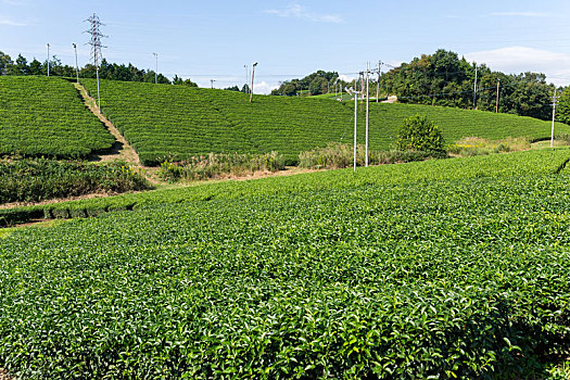绿茶,花园