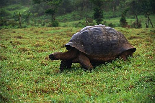 巨龟,圣克鲁斯岛,加拉帕戈斯群岛,厄瓜多尔
