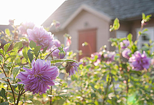特写,紫花,花园