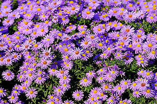 紫罗兰,紫苑属,花,背景