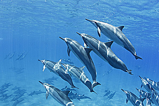 夏威夷,湾,长吻原海豚,水下