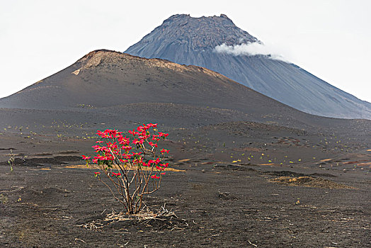 红叶,树上,火山,福古岛,佛得角,非洲