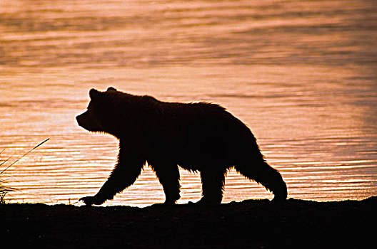 幼兽,大灰熊,棕熊,走,边缘,湖,日落